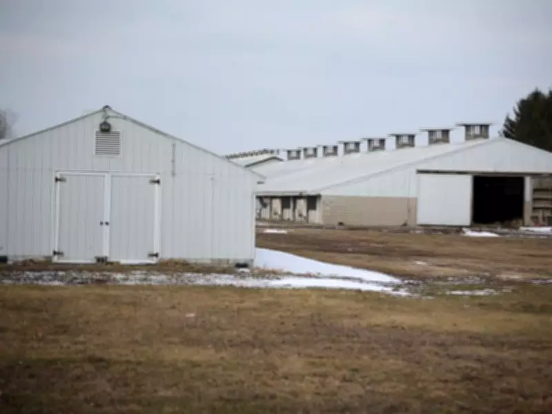 Amherstburg Bird Flu Outbreak: Low Public Risk but Strict Containment Measures Enforced