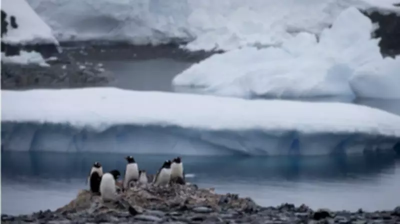 Avian Influenza Devastates Antarctic Wildlife Populations, Scientists Issue Urgent Warning