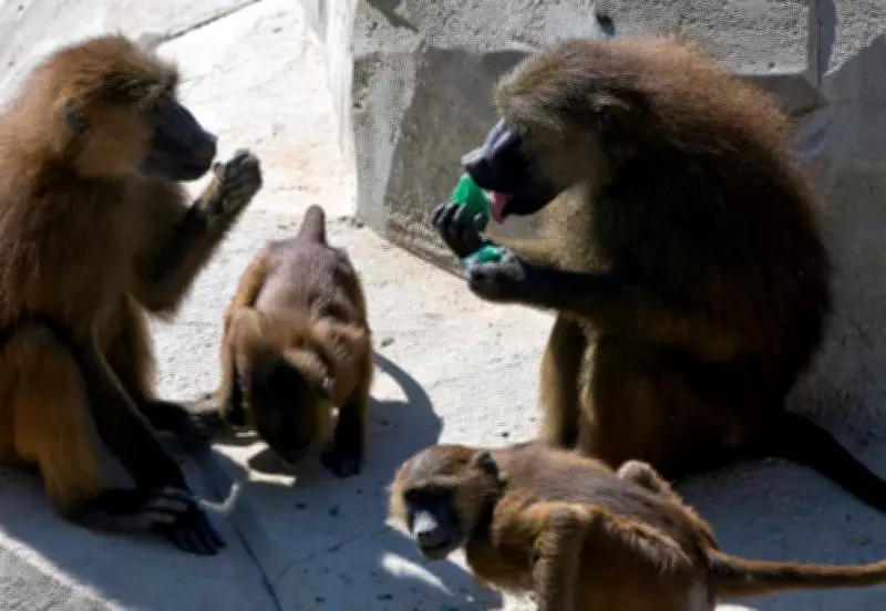 Baboon Siblings Exhibit Human-Like Jealousy in Groundbreaking Study