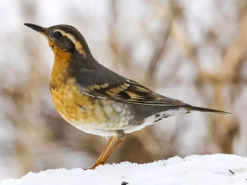 B.C. Bird Trail Launches Free Self-Guided Birding Experiences for Family Day