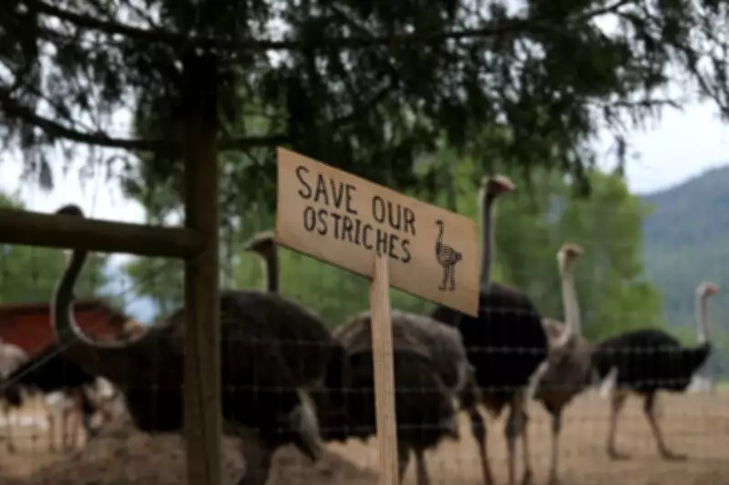 B.C. Ostrich Farm Neighbors Sue RCMP and CFIA Following Controversial Bird Cull
