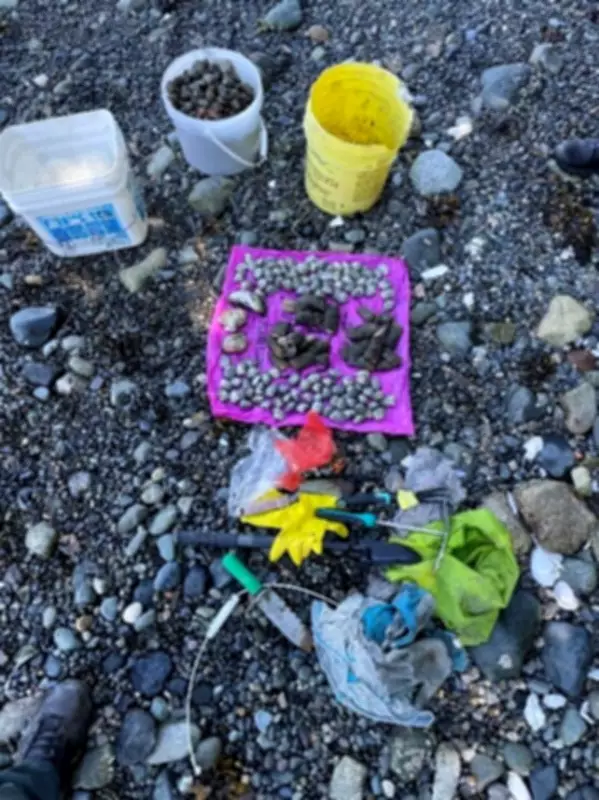 B.C. Shellfish Harvesters Fined Over $10K for Illegal Catch and Obstruction