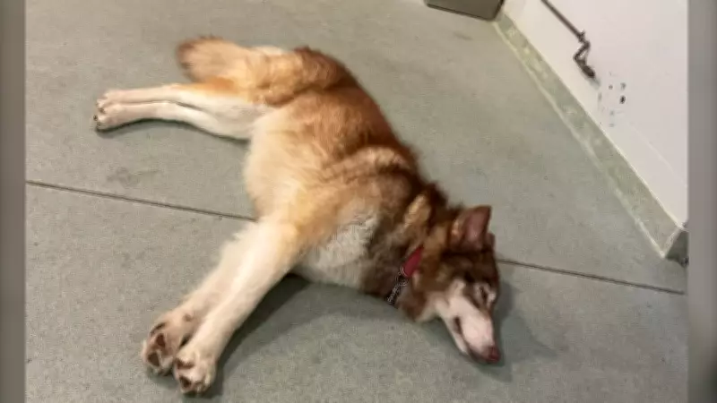 BC SPCA Euthanizes Wolf-Dog Hybrid 'Calia', Reinforces Stance Against Cross-Breeding