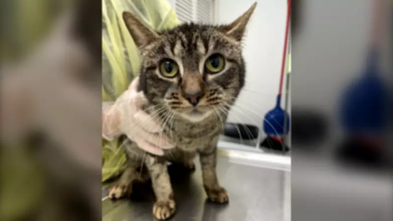BC SPCA Rescues 17 Cats from Fraser Valley Home in Severe Neglect Case