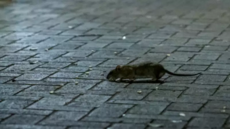 B.C. Tribunal Resolves Condo Dispute Over Decomposing Rat Carcass in Wall