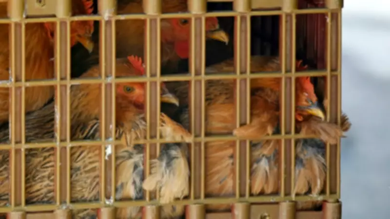 Bird Flu Confirmed at Commercial Poultry Farm in Amherstburg, Ontario