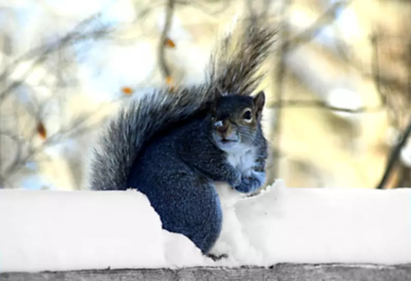Blustery Start to the Week with Showers Ahead in London