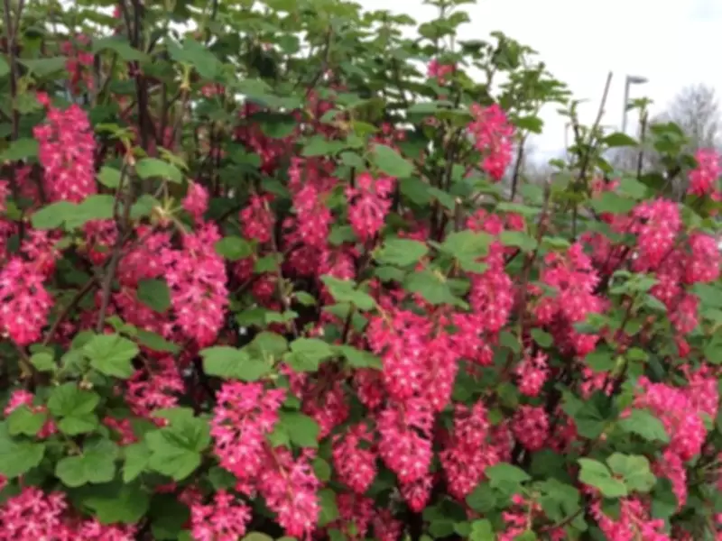 Brian Minter's Guide to Pruning Flowering Shrubs for Maximum Blooms