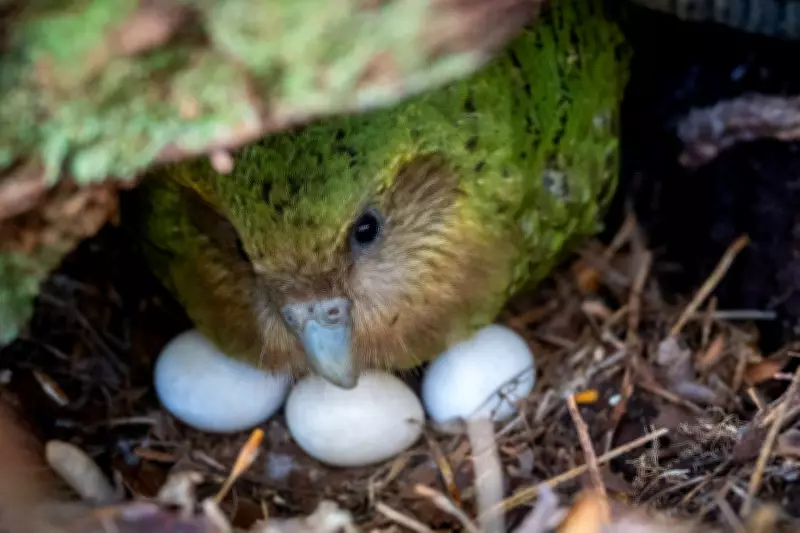 Bumper Berry Harvest Sparks Rare Romance for New Zealand's Flightless Kakapo Parrot