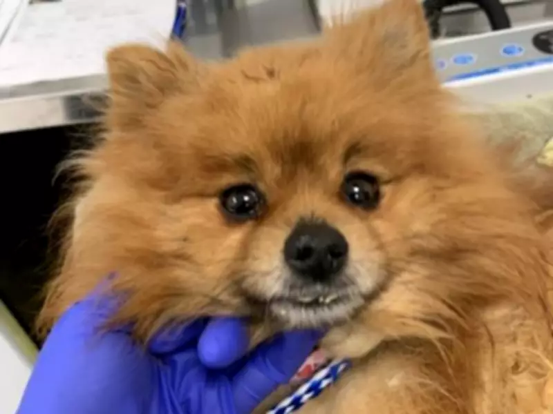 Calgary Humane Society Seeks Public Help in Disturbing Dog Abandonment Case