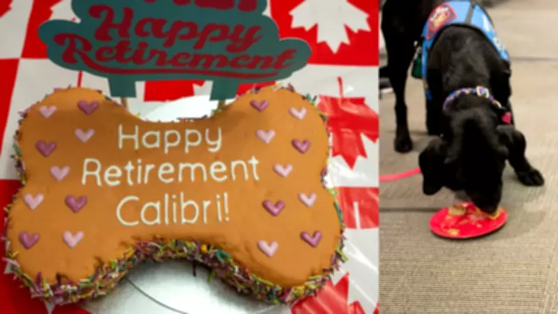 Calgary Police Service Dog Calibri Retires After Nearly 8 Years of Dedicated Service