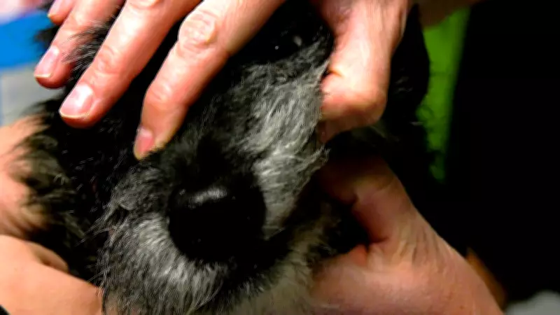 Calgary Seniors and Pets Receive Free Wellness Care at AARCS Clinic