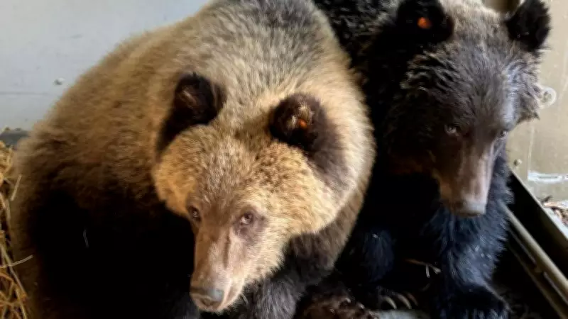 Calgary Zoo Names Orphaned Grizzly Cubs Rescued from Southern Alberta