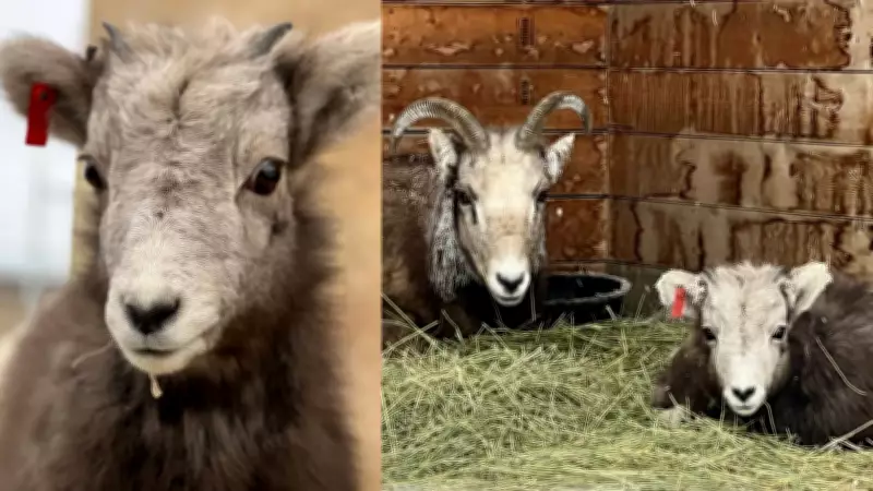 Calgary Zoo to Welcome Orphaned Rocky Mountain Bighorn Lamb for Rehabilitation