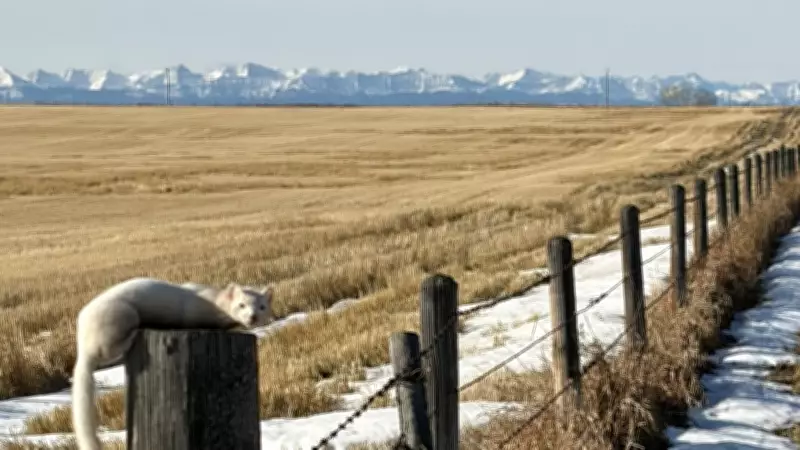 Calgary's Weather Forecast: Warmer, Sunnier Thursday with Persistent Winds