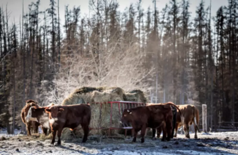 Canada Resumes Beef Exports to China Amid Ongoing Cattle Supply Challenges