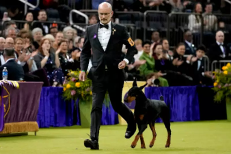 Canadian-Bred Doberman Penny Triumphs at Historic 150th Westminster Dog Show