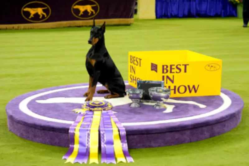 Canadian Doberman Penny's Westminster Win: A Breeder's Dream Realized