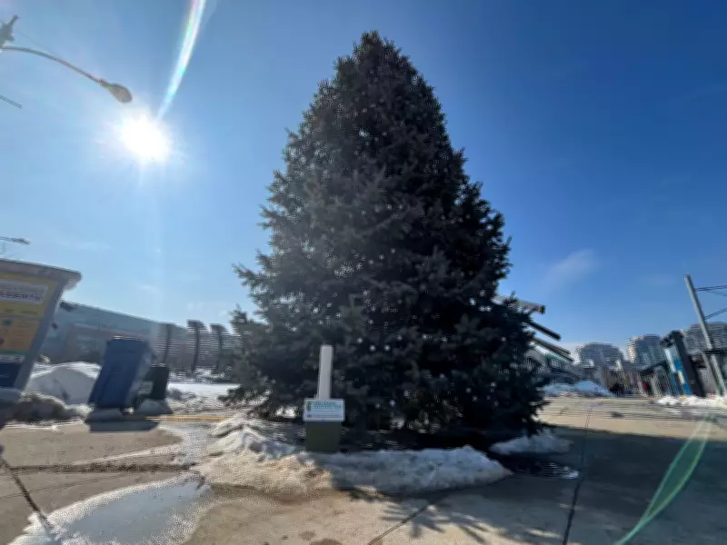 Christmas Trees Remain in Kitchener and Waterloo as New Year's Intention Trees