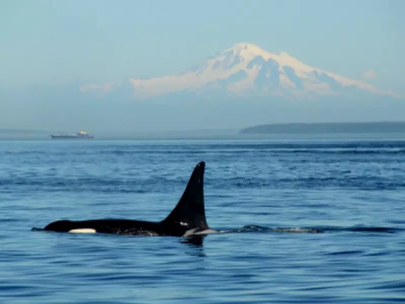 Collaborative Efforts to Protect Southern Resident Killer Whales Across Borders