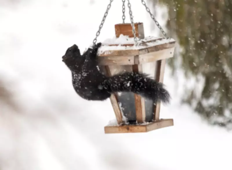 CTV News Windsor Seeks Public Weather Snapshots: Expert Tips for Success