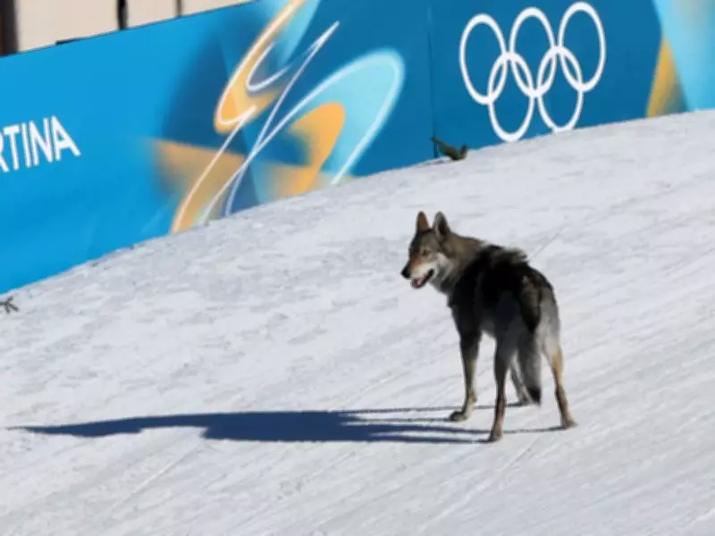 Czechoslovakian Wolfdog Nazgul Joins Olympic Cross-Country Ski Race in Italy