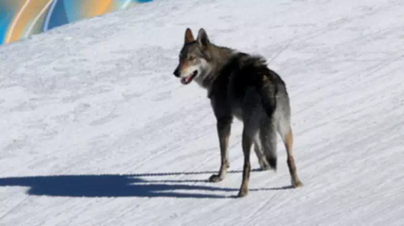 Czechoslovakian Wolfdog Nazgul Steals Show at Winter Olympics Cross-Country Event
