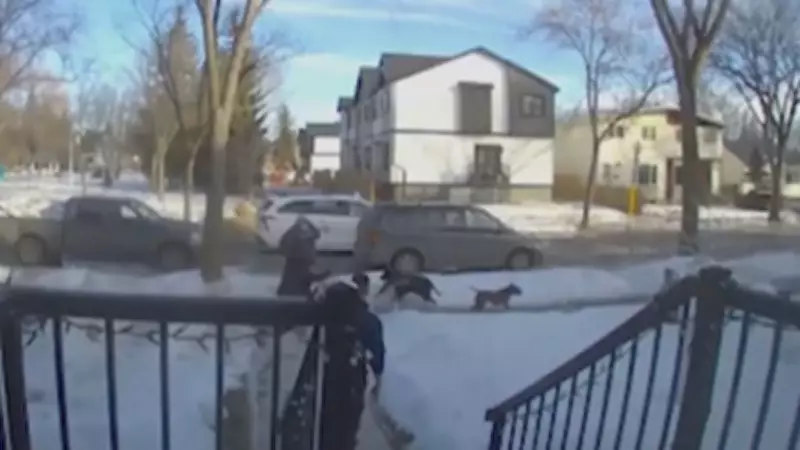 Dog Attack in North-Central Edmonton Latest in Series of Incidents