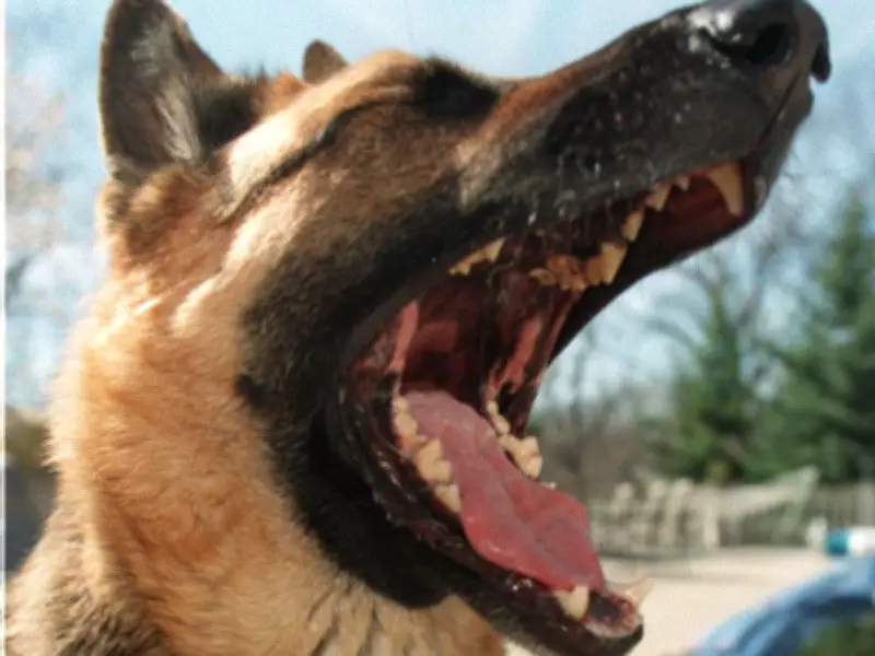 Dog Bite Reports and Charges in Ottawa Show Significant Decline Since 2023