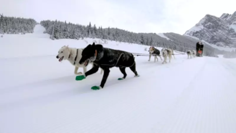 Dogsled Tours Thrive at Alberta's Fortress Mountain, Delighting International Visitors
