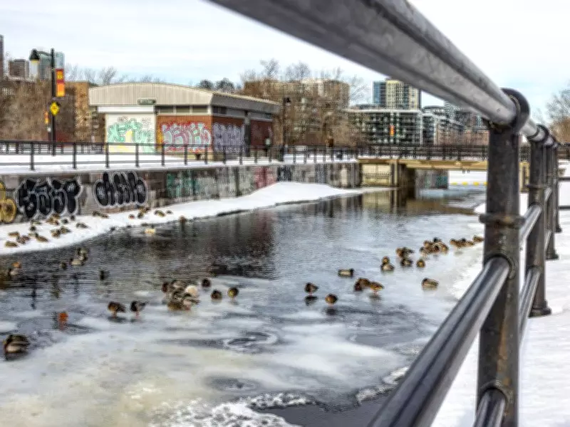 Ducks Return to Montreal's Lachine Canal Amid Unseasonably Warm Winter Weather