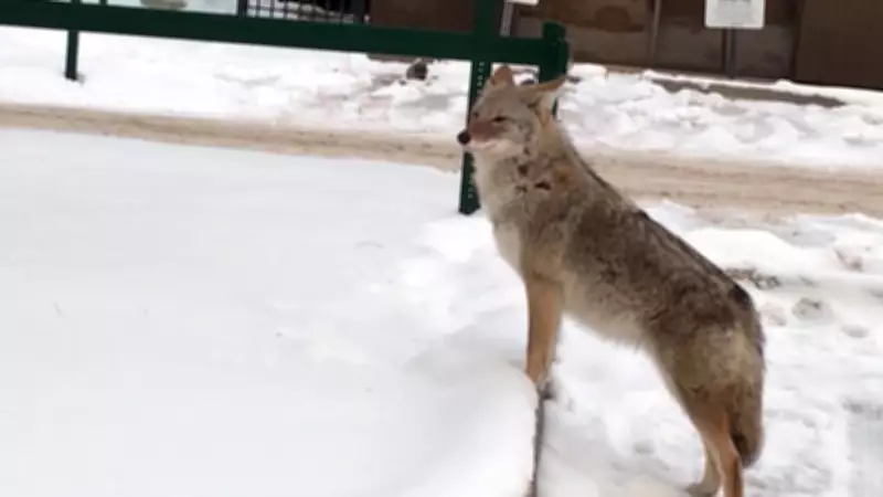 Edmonton Coyote Sightings Surge as Warmer Weather Coincides with Mating Season
