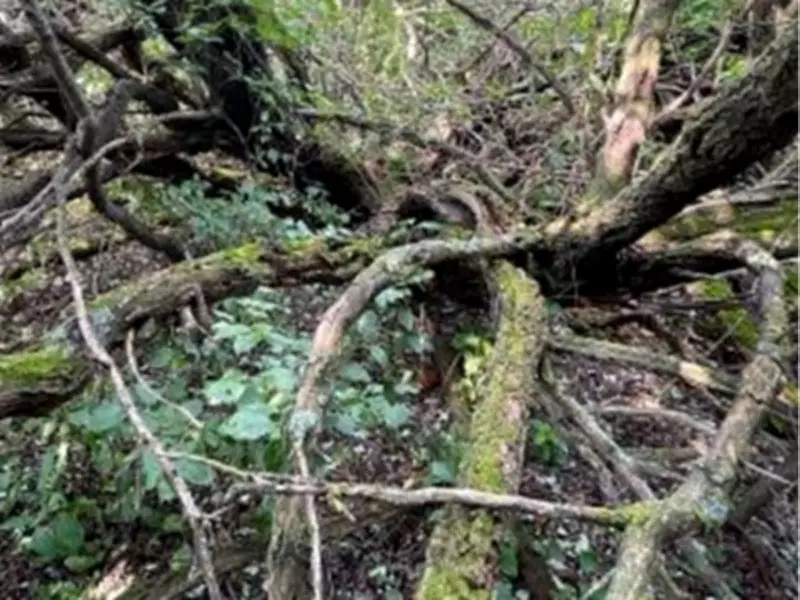 Edmonton Landowner Faces Loss of 30% Property in Wetlands Dispute