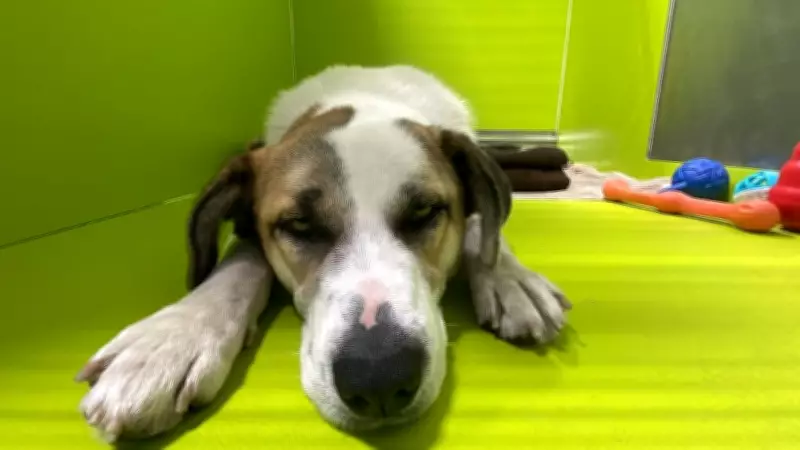 Edmonton Oilers Revive 'Pets of Oil Country' 50/50 Raffle to Aid Local Animal Shelters