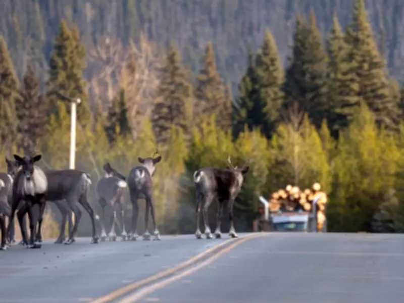 Environmental Groups Sue Ottawa Over Delayed Protection for Southern Mountain Caribou