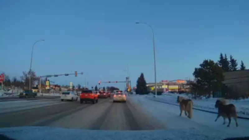 Escaped Ponies Cause Morning Commute Chaos in St. Albert, Alberta