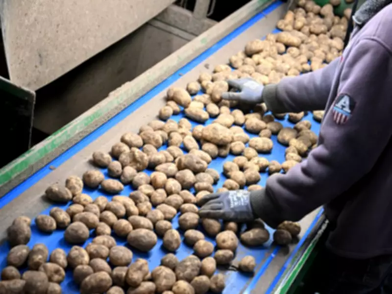 European Potato Glut Sparks Farmer Protests as Prices Plummet