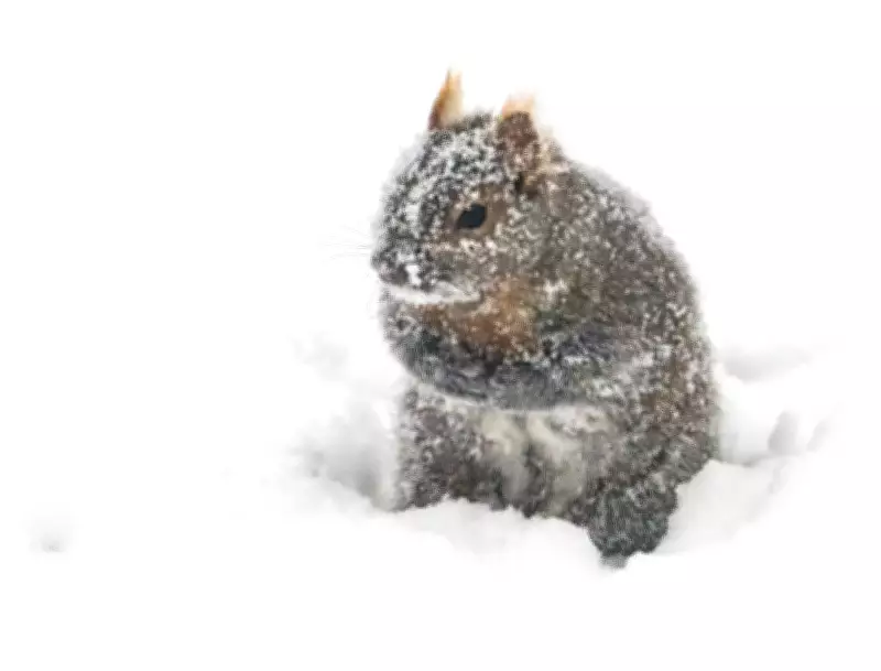 Extended Cold Snap and Snow Warnings Grip Southwestern Ontario