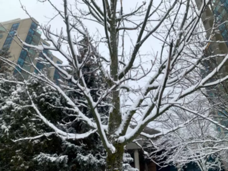 February's Frigid Grip: Barrie Braces for Extended Cold and Snowy Spell