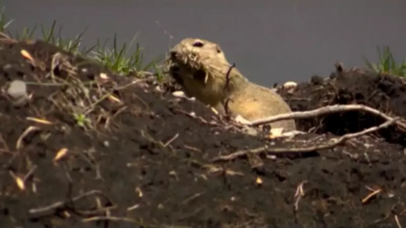 Federal Government Rejects Alberta-Saskatchewan Motion for Strychnine Pest Control