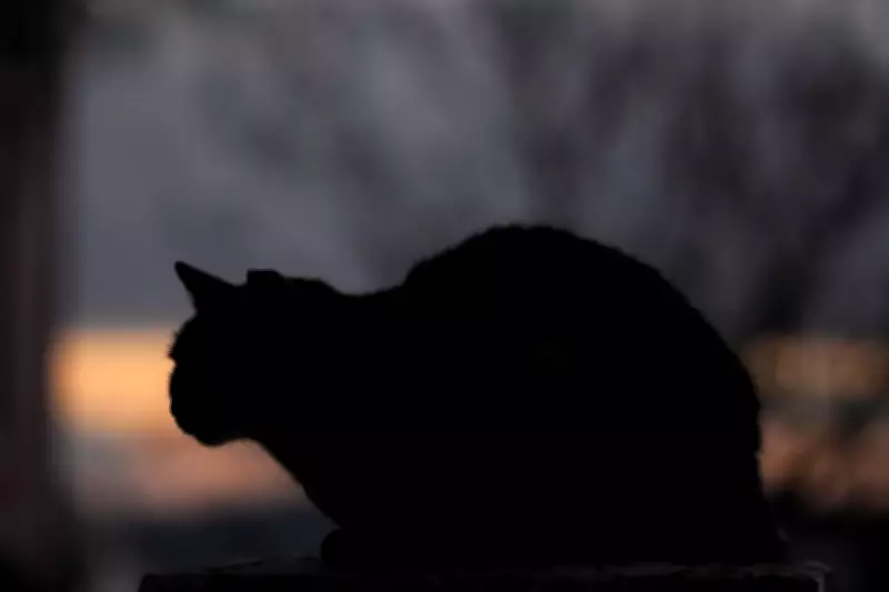 Feline Research Offers New Hope for Breast Cancer Treatment Breakthroughs