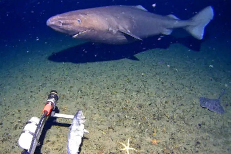 First-Ever Shark Sighting Captured in Antarctica's Freezing Deep Waters