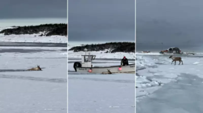 Fish Harvesters Rescue Caribou from Icy Newfoundland Harbour Waters