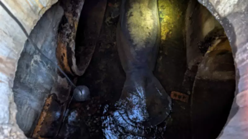 Florida Manatee Rescued from Storm Drain, Recovering at SeaWorld Orlando