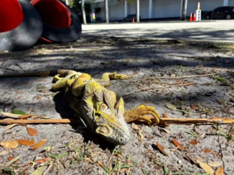 Florida's Deep Freeze Causes Iguanas to Fall Frozen from Trees