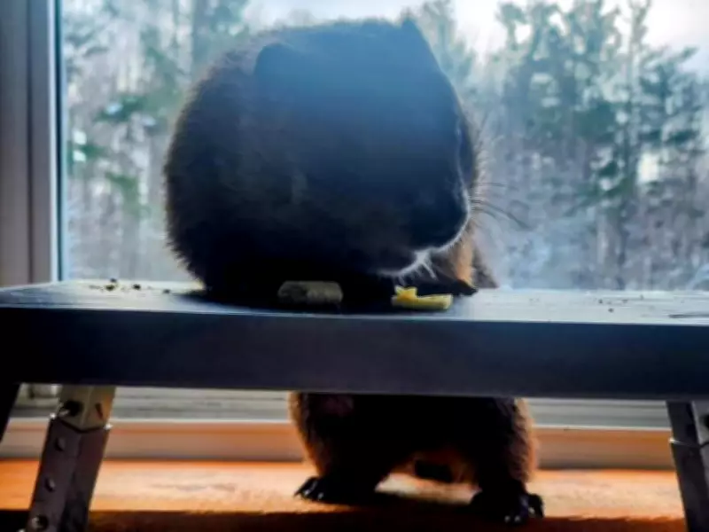 Groundhog Diggie Smalls Predicts Early Spring for Barrie in 2026 Forecast