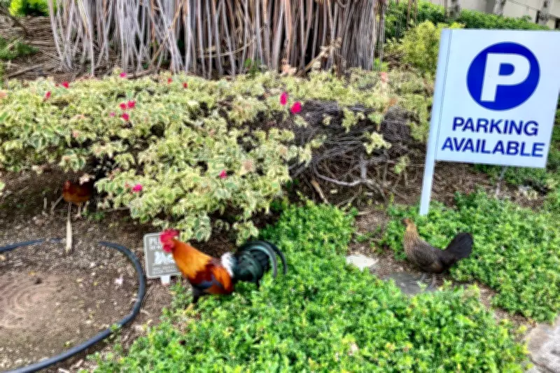 Hawaii Considers Allowing Residents to Cull Wild Chickens Due to Noise and Aggression