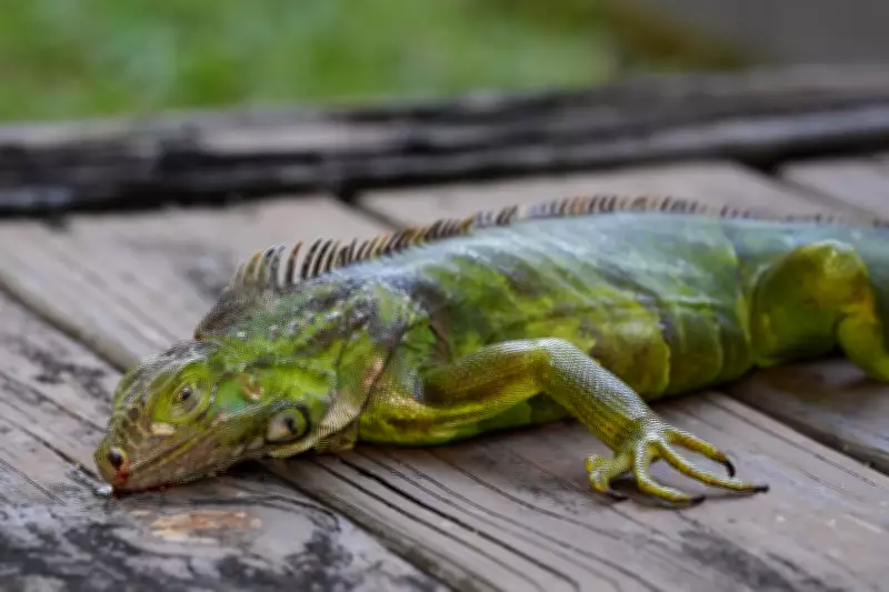Icy Blast Stuns Florida Iguanas, Causing Arboreal Plunge