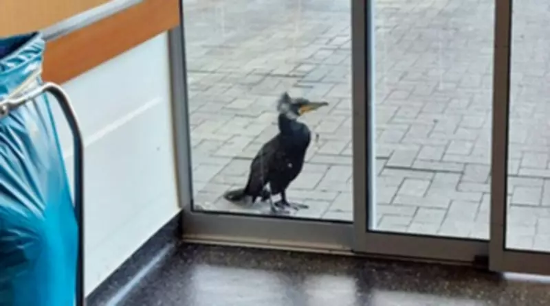 Injured Cormorant Seeks Human Help at German Hospital Emergency Room