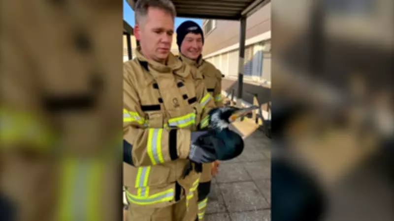 Injured Seabird Seeks Help by Pecking at Hospital Emergency Room Door in Bremen